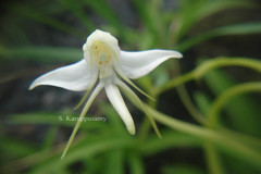 Habenaria rariflora